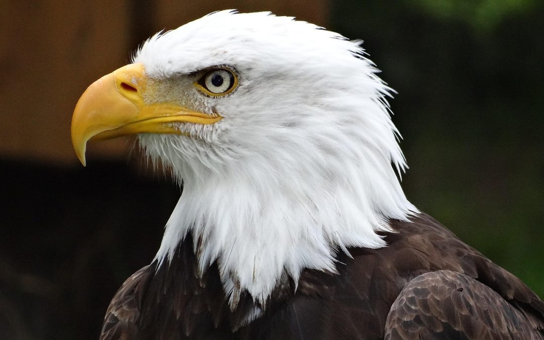 The American Eagle: Symbol of Freedom and the Day It Took Flight as a National Holiday